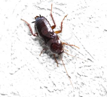 black beetle on the wall. macro