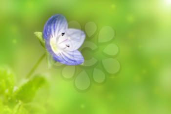 beautiful little blue flower. macro