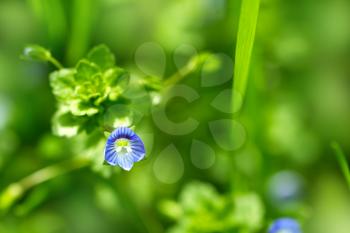 beautiful little blue flower. macro