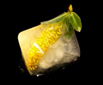 yellow flower in ice cube on a black background