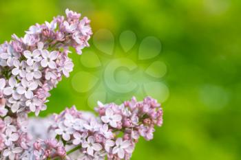beautiful lilac on a background nature
