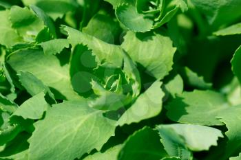 lettuce in a garden outdoors