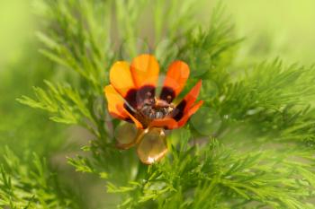 beautiful orange flower in nature