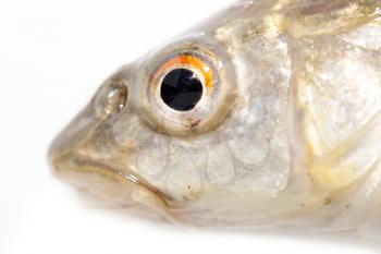 fish head on a white background. macro