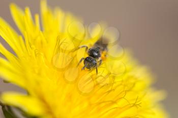 bee on a yellow dandelion