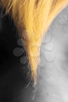 yellow lock of hair