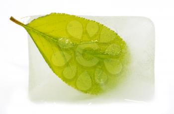 green leaf in ice on a white background