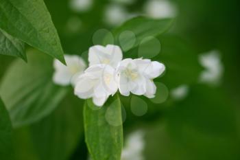 beautiful white flowers on the tree in nature