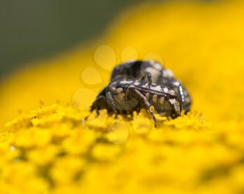 Two beetle on yellow flower in nature. macro