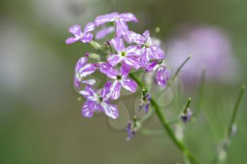 beautiful purple flower in nature. macro