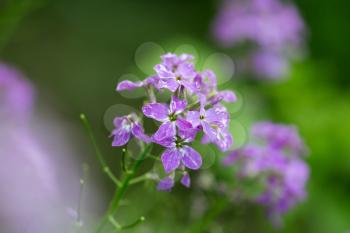 beautiful purple flower in nature. macro