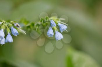 Beautiful blue flower on nature. macro