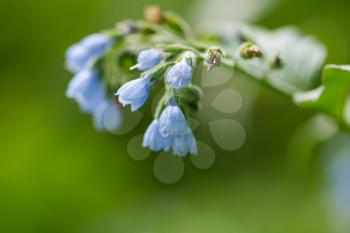 Beautiful blue flower on nature. macro