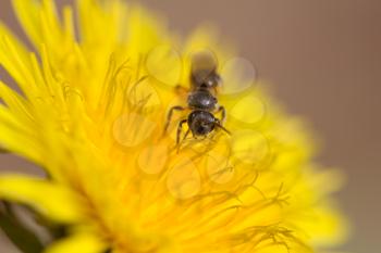 bee on a yellow dandelion