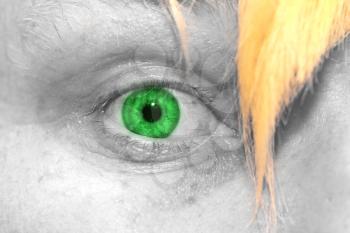 green eyes as a backdrop. macro