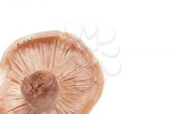 mushroom on a white background