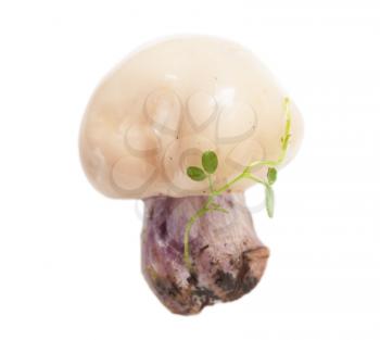 mushroom on a white background