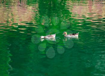 goose on pond in nature