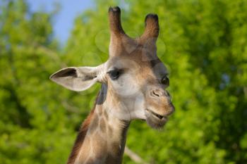 giraffe's head in the nature