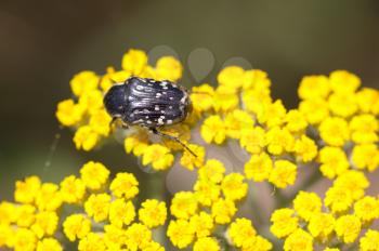 beetle on yellow flower in nature. macro