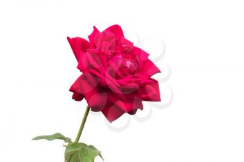 Single beautiful red rose isolated on white background