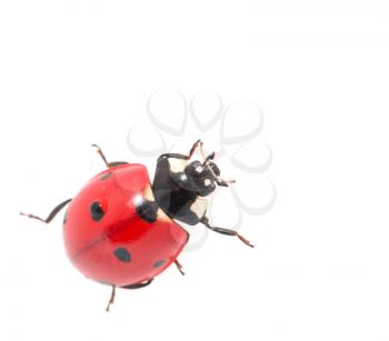 ladybug on a white background. macro