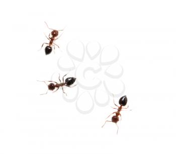 ants on a white background. macro