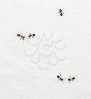 ants on a white background. macro