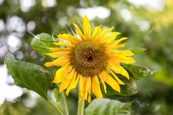 beautiful yellow sunflower on nature