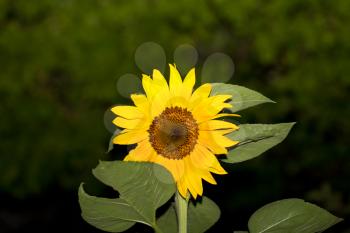 beautiful yellow sunflower on nature