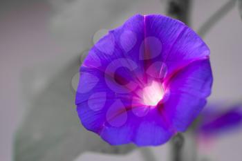 Beautiful blue flower on nature