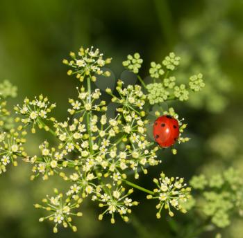 ladybird beetle in nature