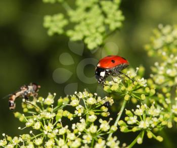 ladybug in nature. macro