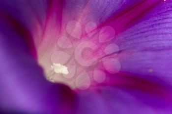 Beautiful blue flower on nature. macro