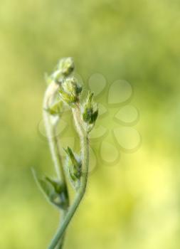 beautiful plants sprout in nature. macro