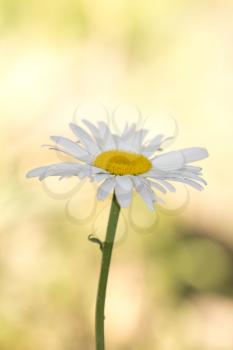 beautiful white daisy on nature