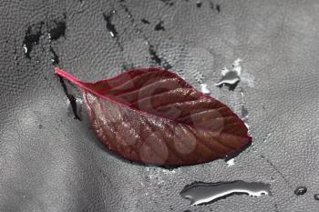 red leaf on black leather background. macro