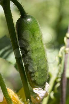 beautiful cucumber on a bush in nature