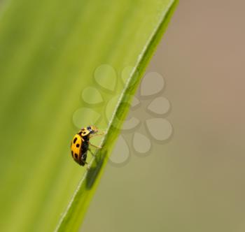 yellow ladybug in nature. macro