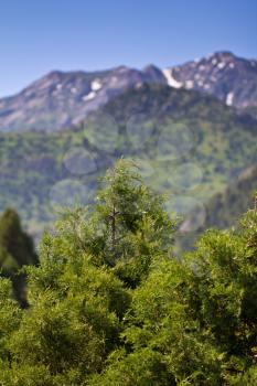 pine tree in the mountains