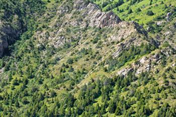 slopes of the mountains with trees in Kazakhstan