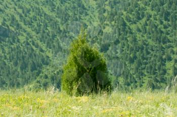 pine tree in the mountains