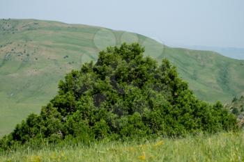 pine tree in the mountains