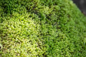 green moss on a rock in nature