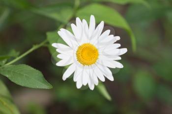 Beautiful daisy flower in nature