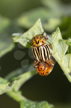 Colorado potato beetle in nature. macro