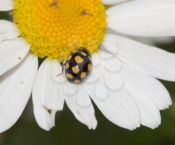 small beetle in nature. macro