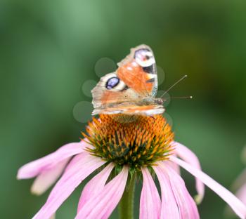 beautiful butterfly on a flower in nature