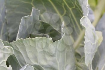 cabbage leaves in nature as the background