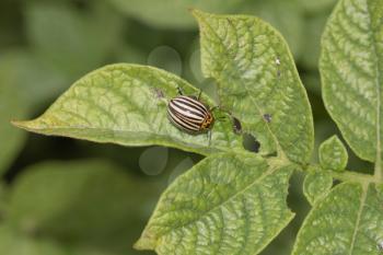 Colorado potato beetle on potato leaves in nature